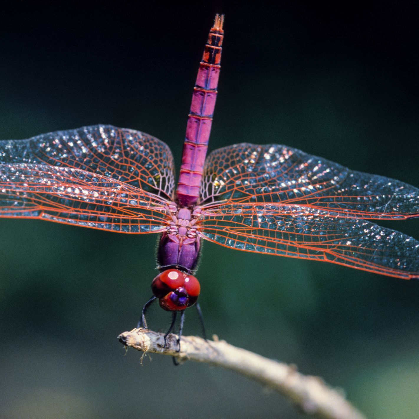 Dragonflies – Meaning, Significance and Other Facts