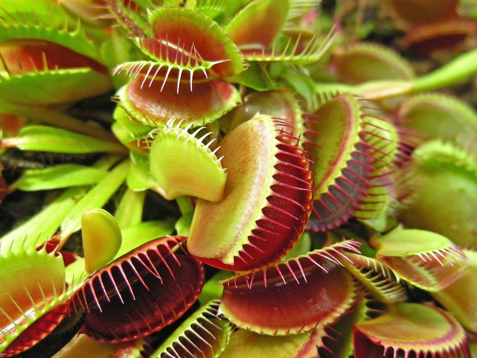 Insectivorous Plants And What You Need To Know About Them!