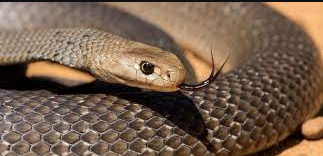 दुनिया के सबसे जहरीले साँप कौन से हैं?