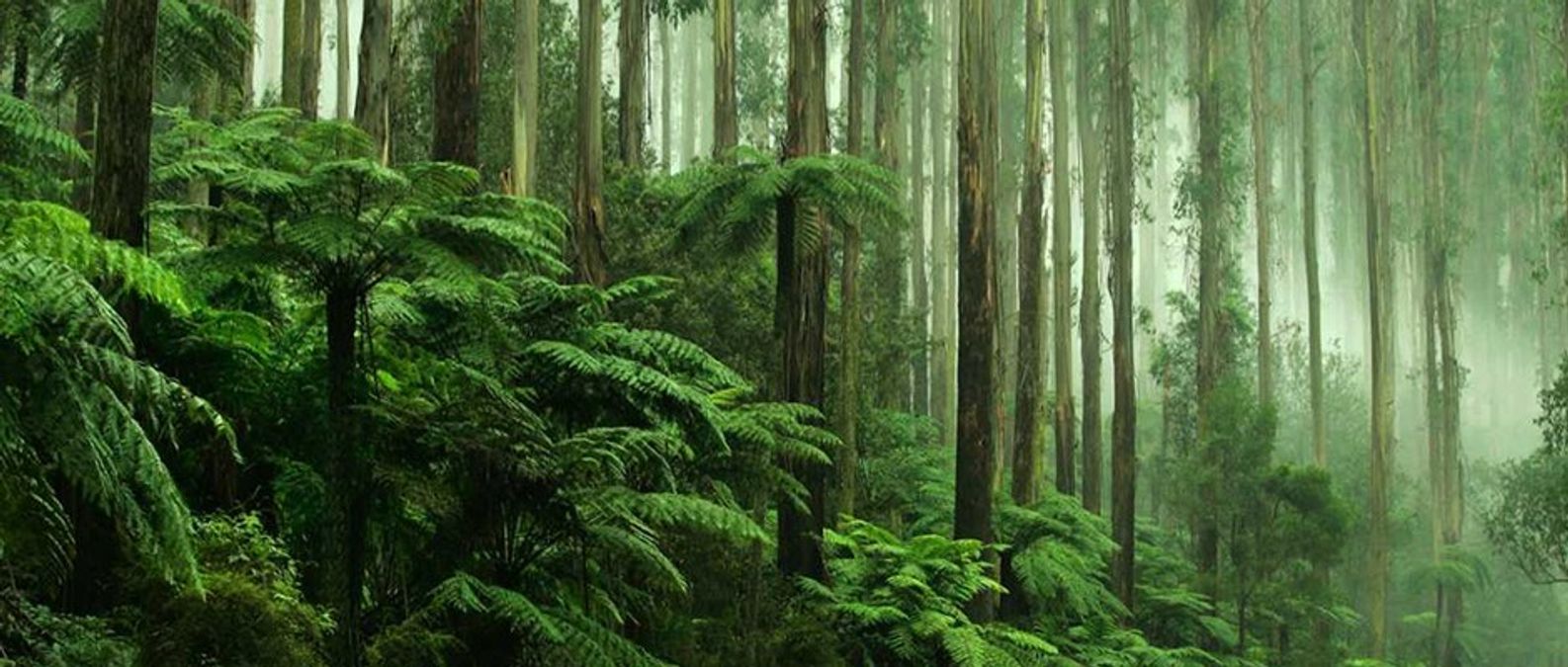 What are Tropical Rainforests?