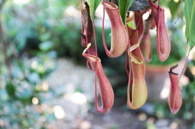 nepenthes-tropical-pitcher-plants-monkey-cups-focus-selective_17389-652 ...
