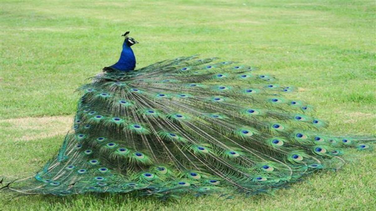 What are the different colours of Peacock Feathers?