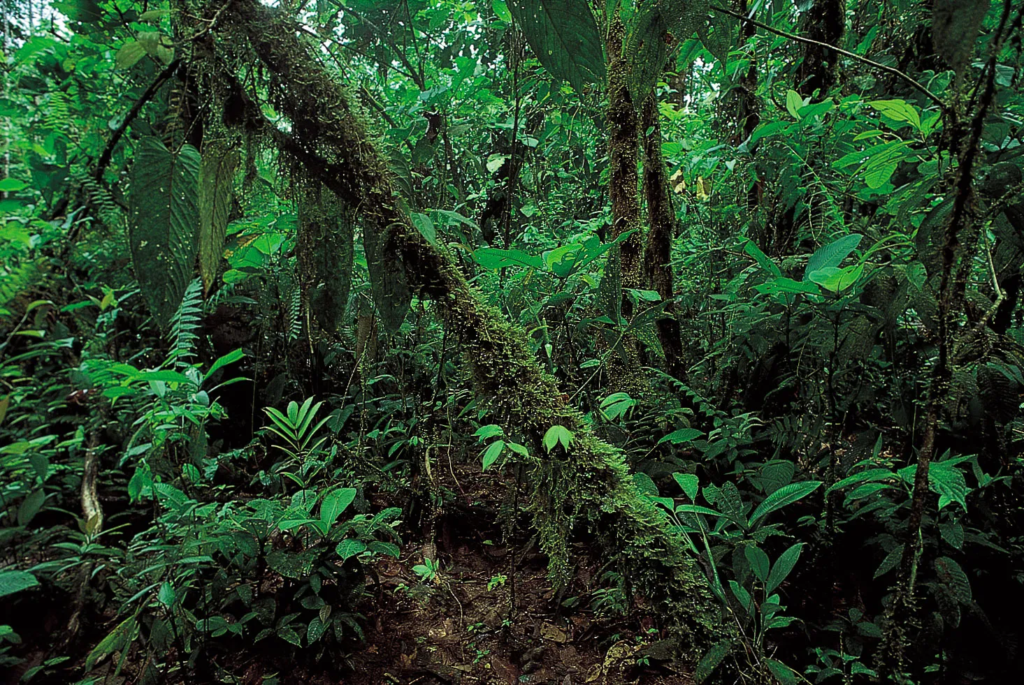 The Amazon Rainforest