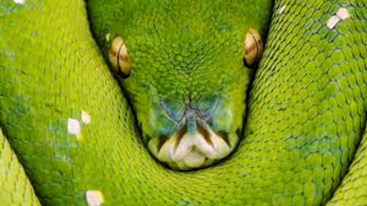 Which are the World’s Most Venomous Snakes?