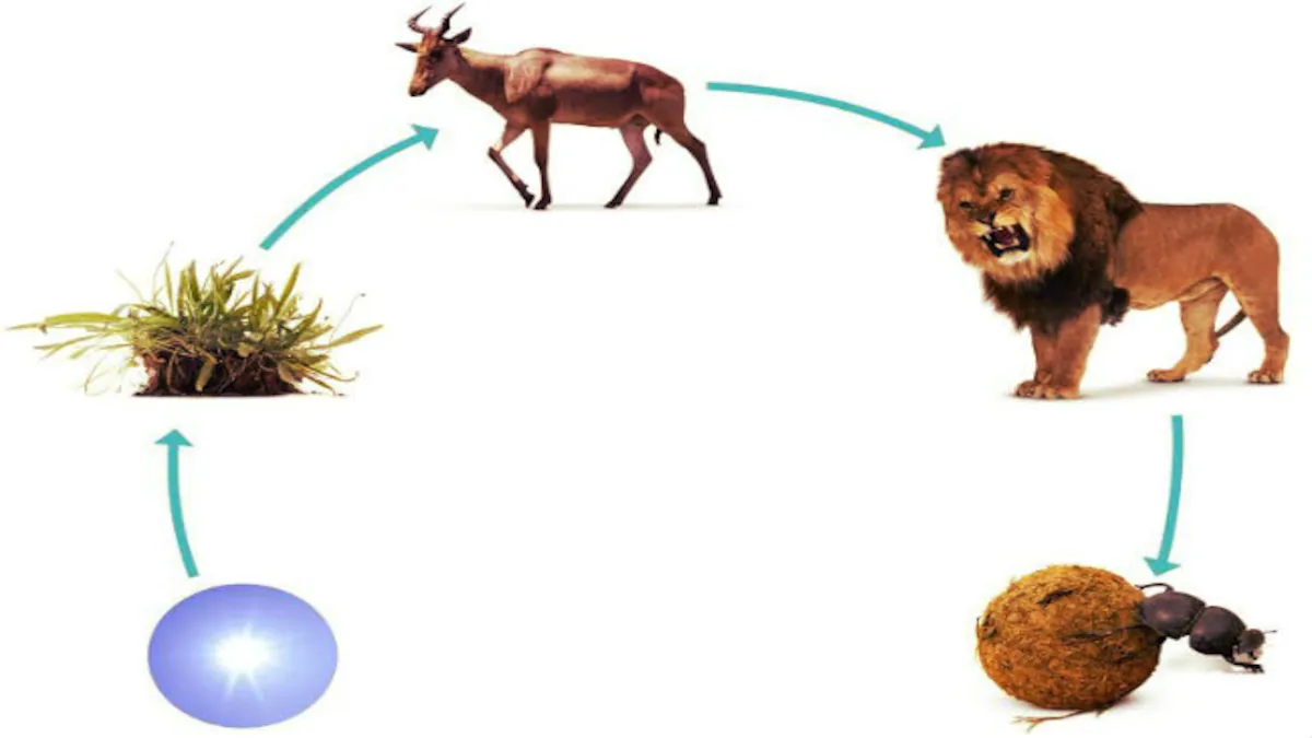 Food Chain: Complete Guide with Examples