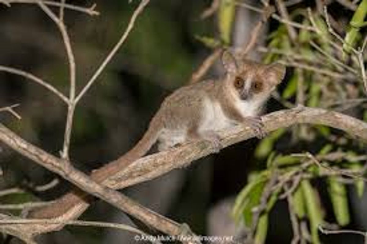 Mouse Lemurs: Origins, Morphology, Behaviour and Other Interesting Features
