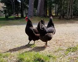Black Chickens