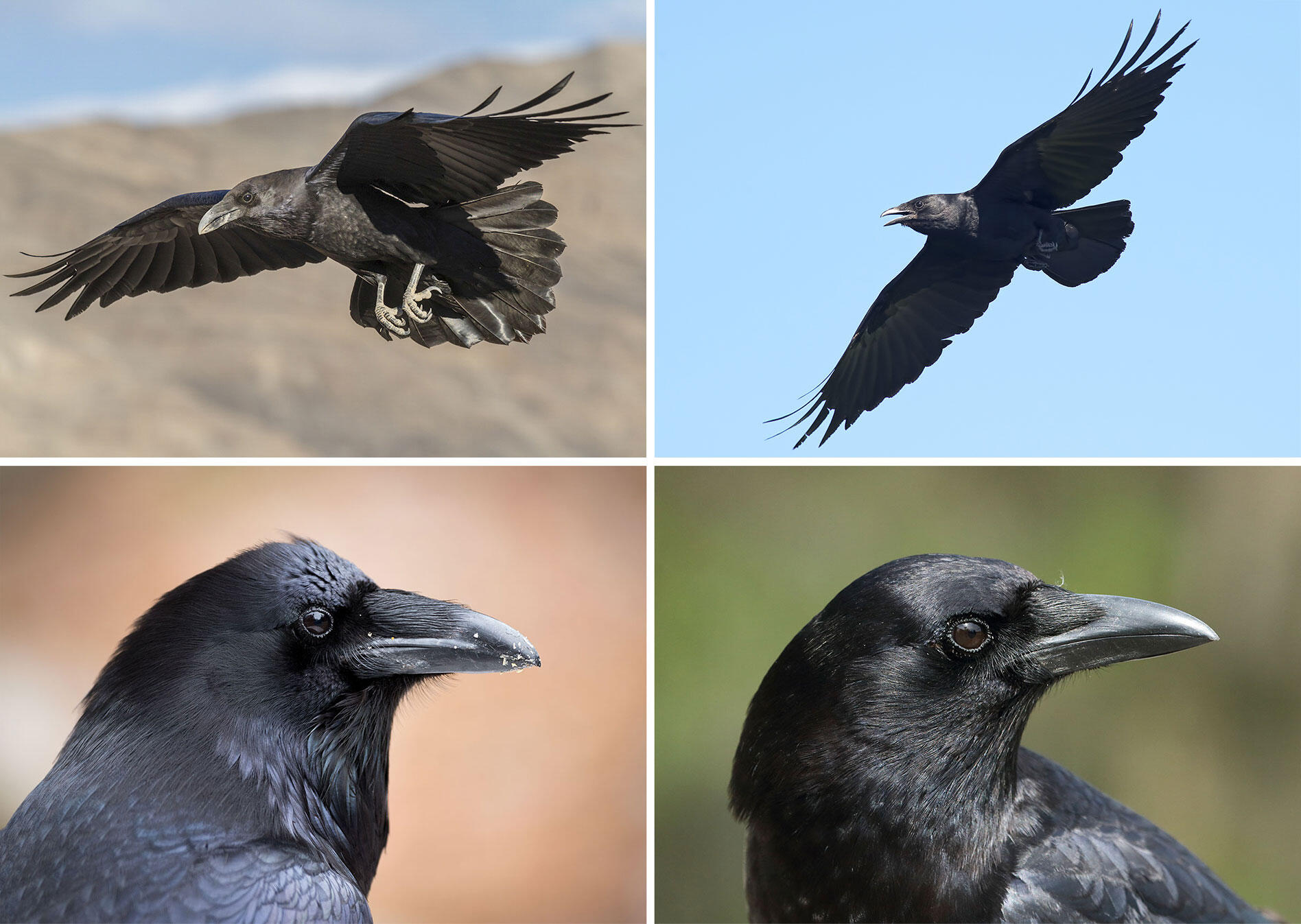 How are Ravens Different from Crows?